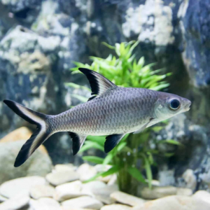 Silver Shark - Fish World Aquarium