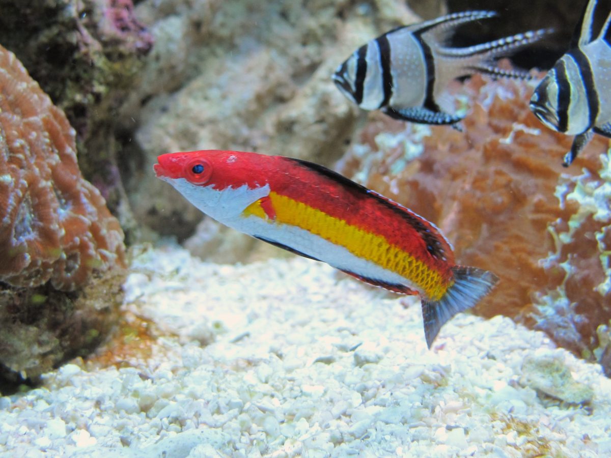 Naokos Fairy Wrasse - Fish World Aquarium