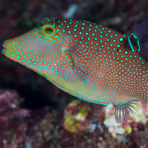 Blue Spotted Puffer - Fish World Aquarium